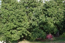 Dut Bahçesi Özellikleri ve Faydaları Nelerdir?