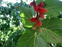 Dut Çeşitleri Nelerdir?