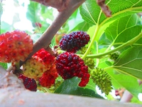 Kırmızı Dut Kullanımı ve Faydaları Nelerdir?