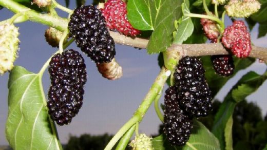 Dut Sirkesinin Faydaları ve Kullanımı