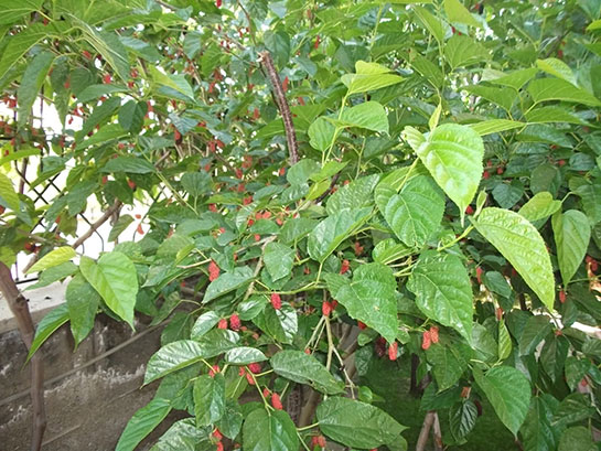 Dut Ağacı Yetiştiriciliği ve Bakımı