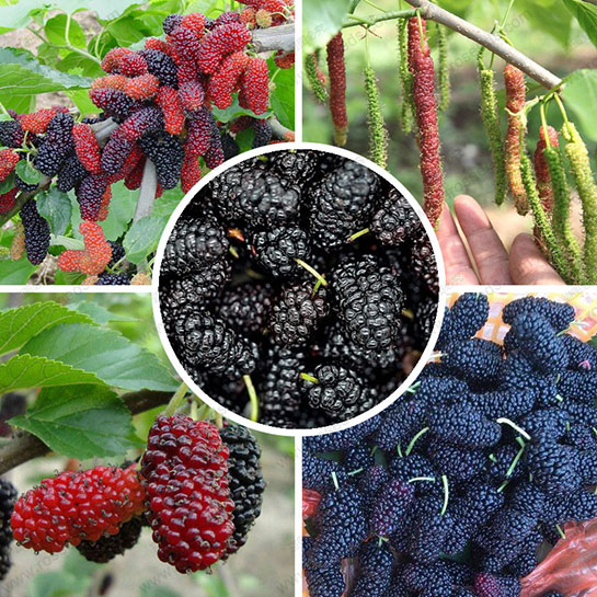 Dut Tohumu Ekimi ve Bakımı