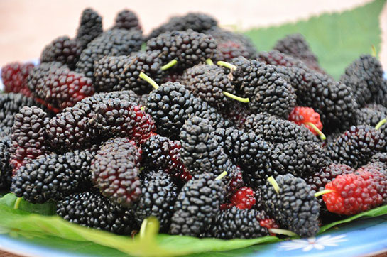 Kara Dut Tarifi ve Malzemeleri